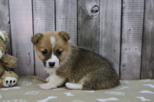 Pembroke Welsh Corgi puppy