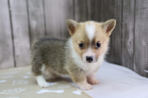 Pembroke Welsh Corgi puppy