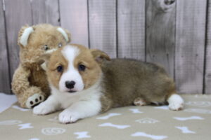 Pembroke Welsh Corgi puppy
