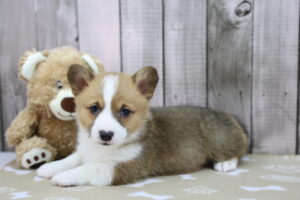 Pembroke Welsh Corgi puppy