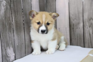 Pembroke Welsh Corgi puppy