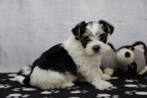 Morkie puppy