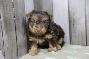 Yorkshire Terrier puppy