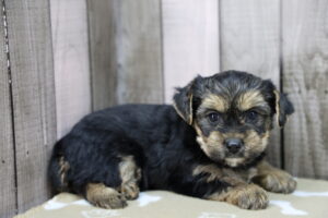 Yorkshire Terrier puppy