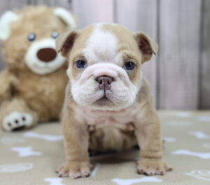 English Bulldog puppy