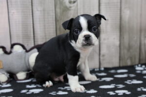 Boston Terrier puppy