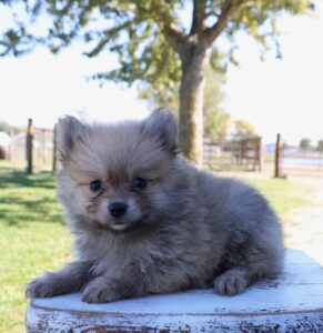 Pomeranian puppy