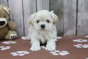 ShihPoo puppy