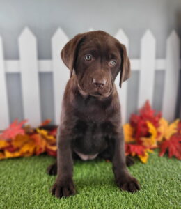 Labrador Retriever puppy