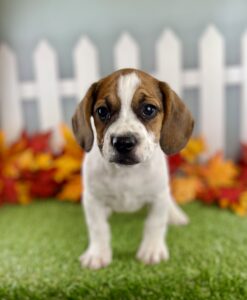 Freagle puppy