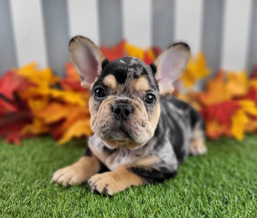 Bruiser