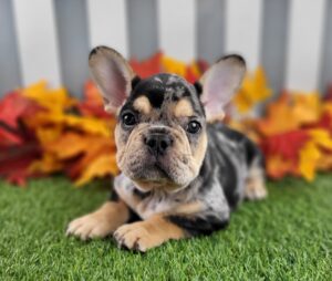 French Bulldog puppy