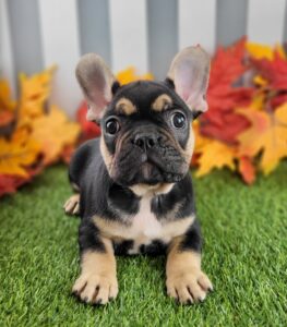 French Bulldog puppy