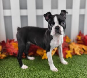 Boston Terrier puppy