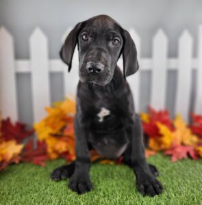 Great Dane puppy
