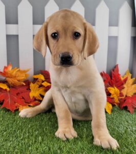 Labrador Retriever puppy