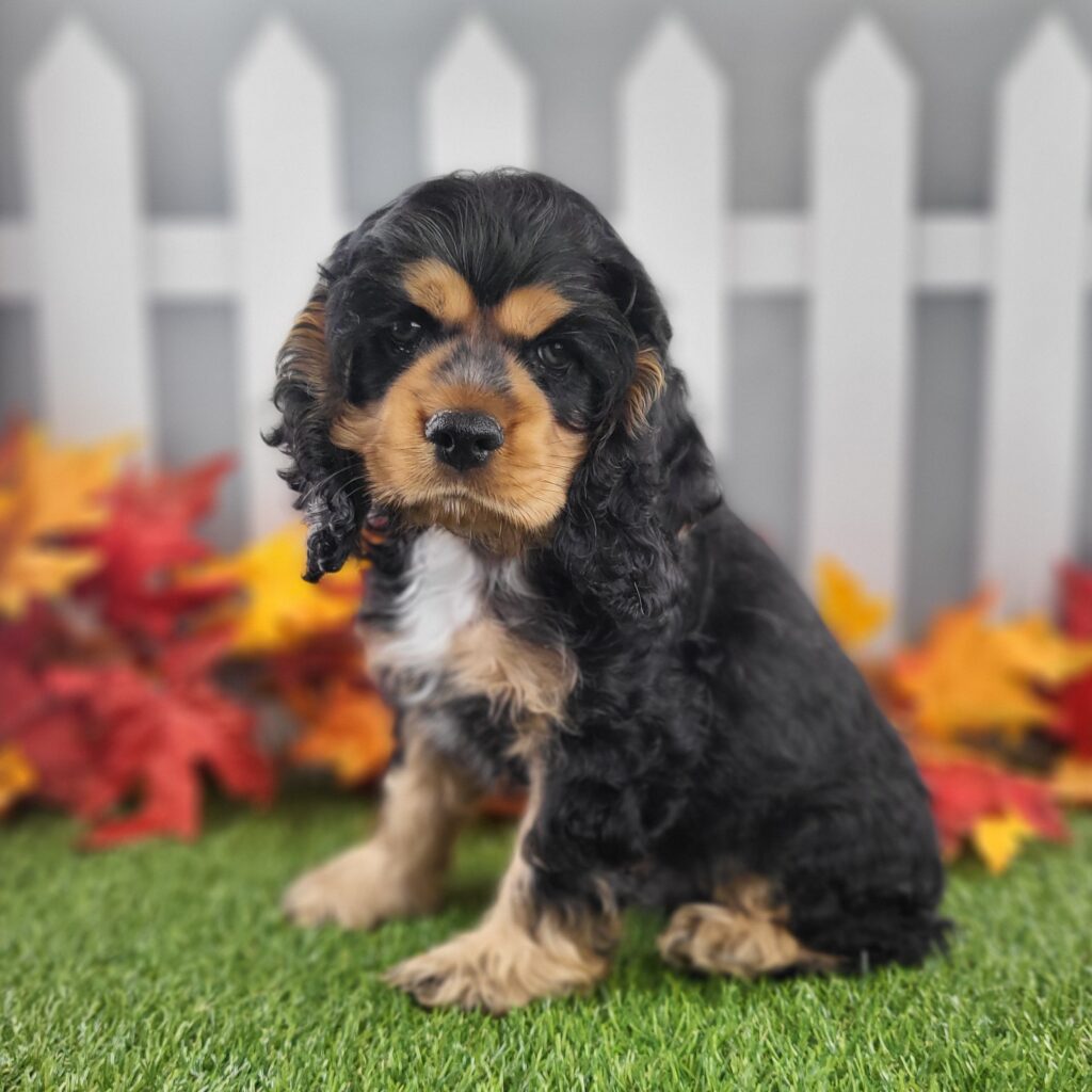 Grover