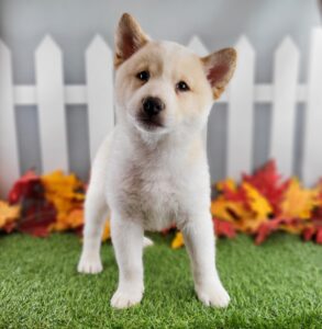 Shiba Inu puppy