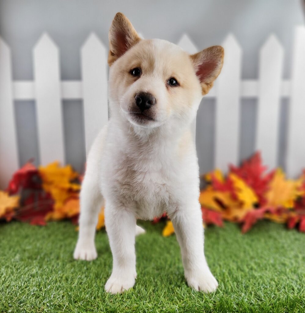 Hachi