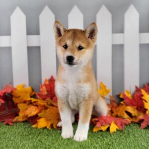 Shiba Inu puppy