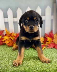 Rottweiler puppy