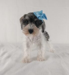 Miniature Schnauzer puppy