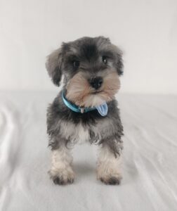 Miniature Schnauzer puppy