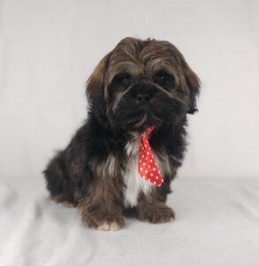 ShihApso puppy