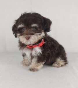 Havanese puppy