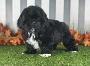 ShihApso puppy