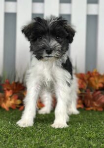 Miniature Schnauzer puppy