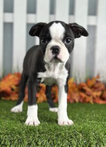 Boston Terrier puppy