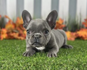 French Bulldog puppy