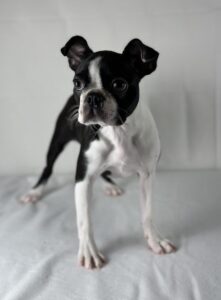Boston Terrier puppy