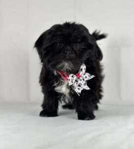 ShihApso puppy