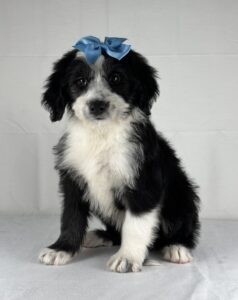 Old English Bernese puppy