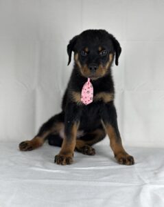 Rottweiler puppy