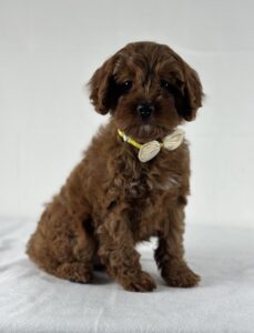 Cavapoo puppy