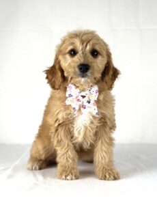 Medium Goldendoodle puppy