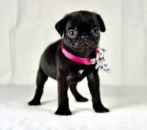 Pug puppy