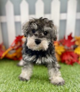 Miniature Schnauzer puppy