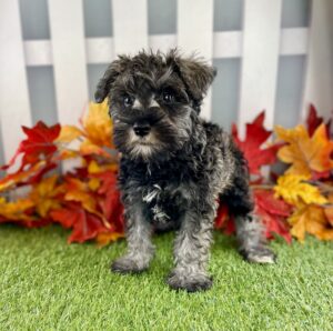Miniature Schnauzer puppy