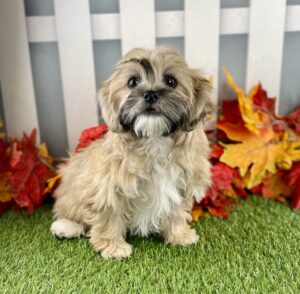 Teddy Bear puppy