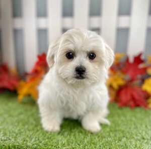 Teddy Bear puppy