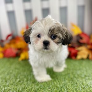 Shih Tzu puppy