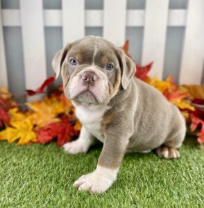 English Bulldog puppy