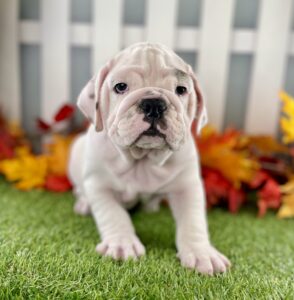 Victorian Bulldog puppy