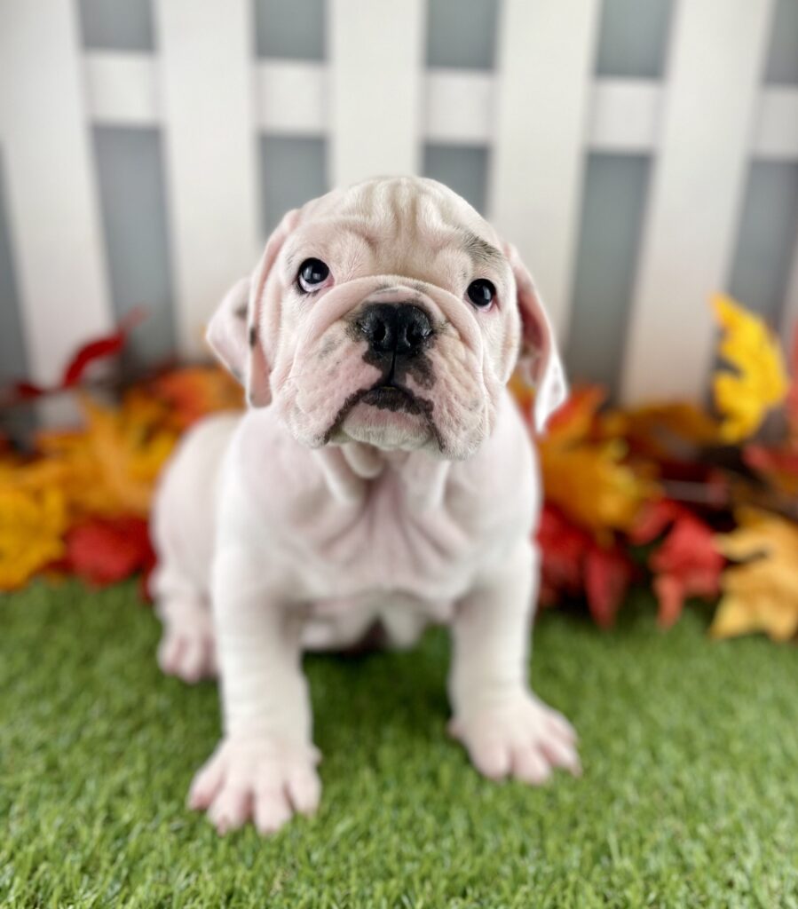 Brute 3
