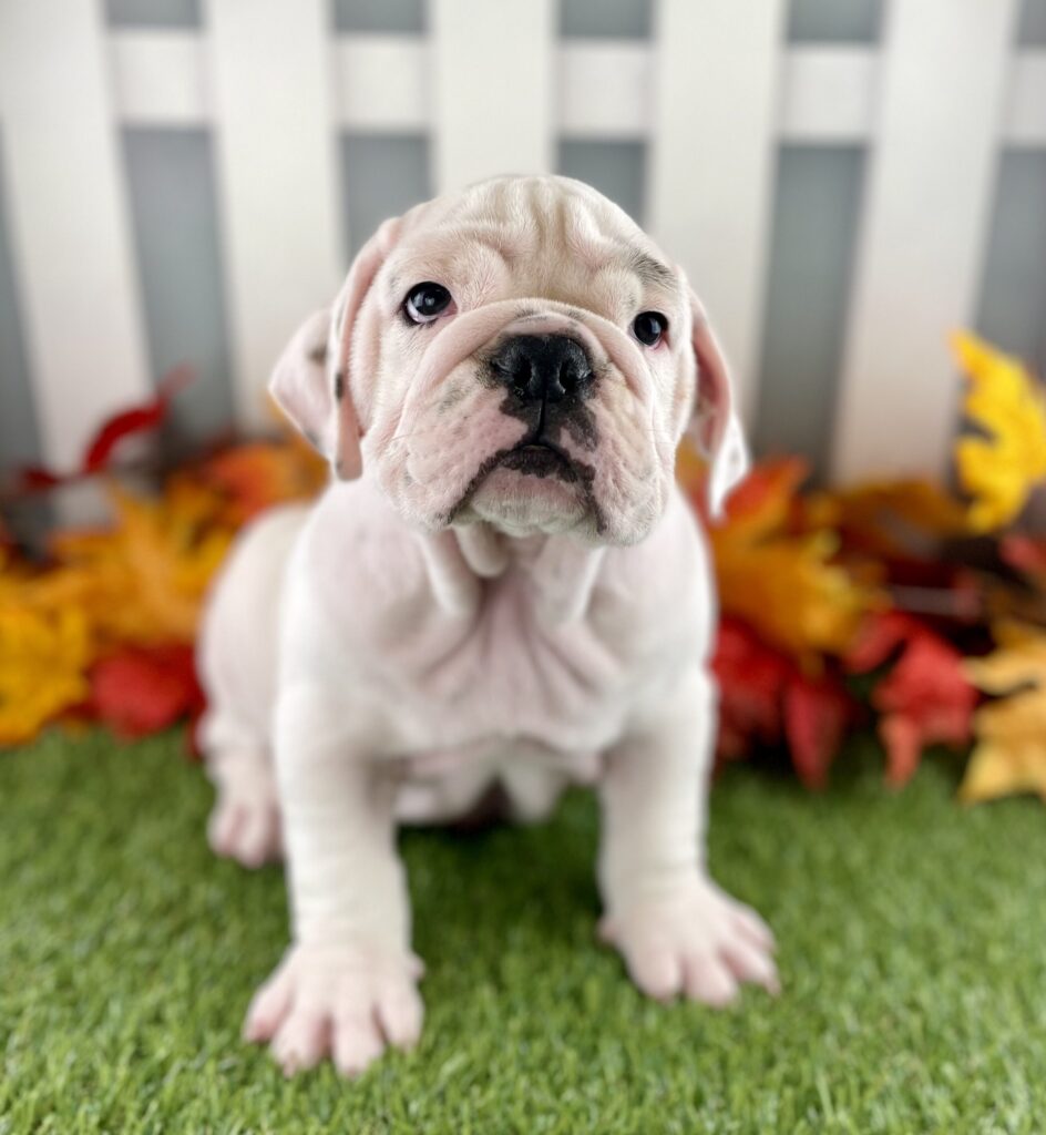 Brute 2