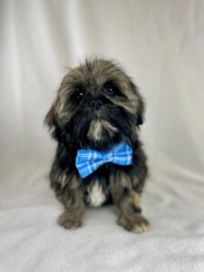 ShihApso puppy